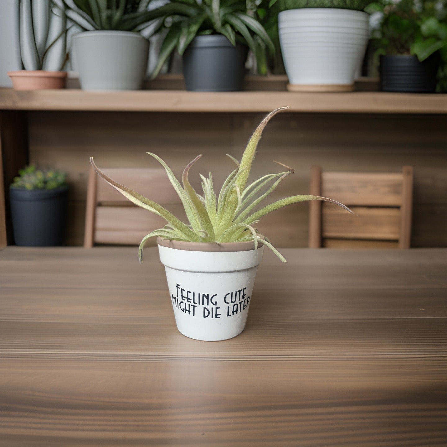 Feeling Cute Planter